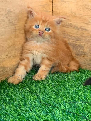 1-3 months Male Purebred Maine Coon
