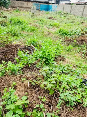 Full Plot of an Empty Land