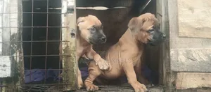 1-3 months Male Purebred Boerboel