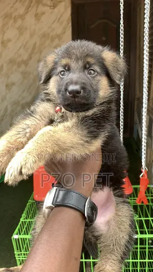 1-3 months Male Purebred German Shepherd