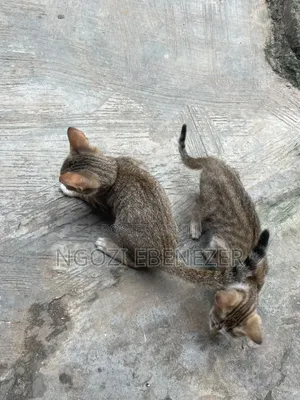 3-6 months Male Purebred American Wirehair