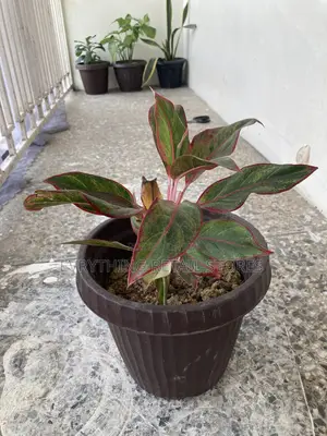 Flowerpot for Live Plants