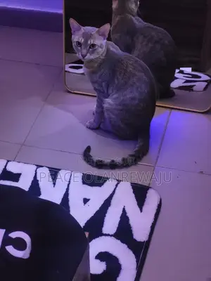 3-6 months Male Mixed Breed Egyptian Mau