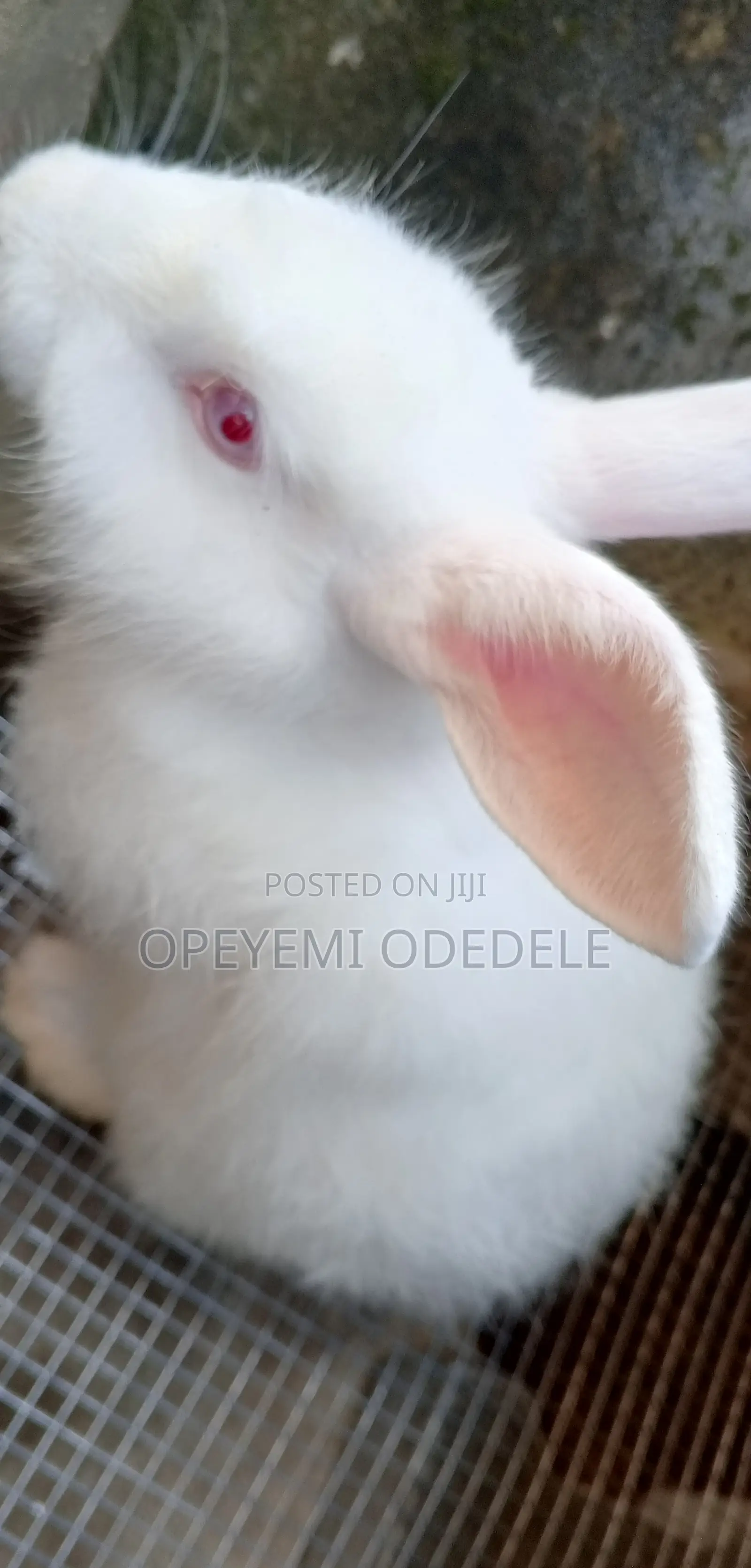 Giant Rabbits- Bunnies