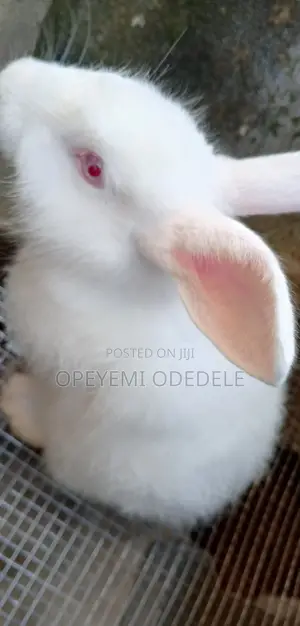 Giant Rabbits- Bunnies