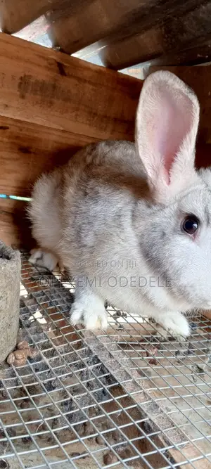 Giant Rabbits- Bunnies