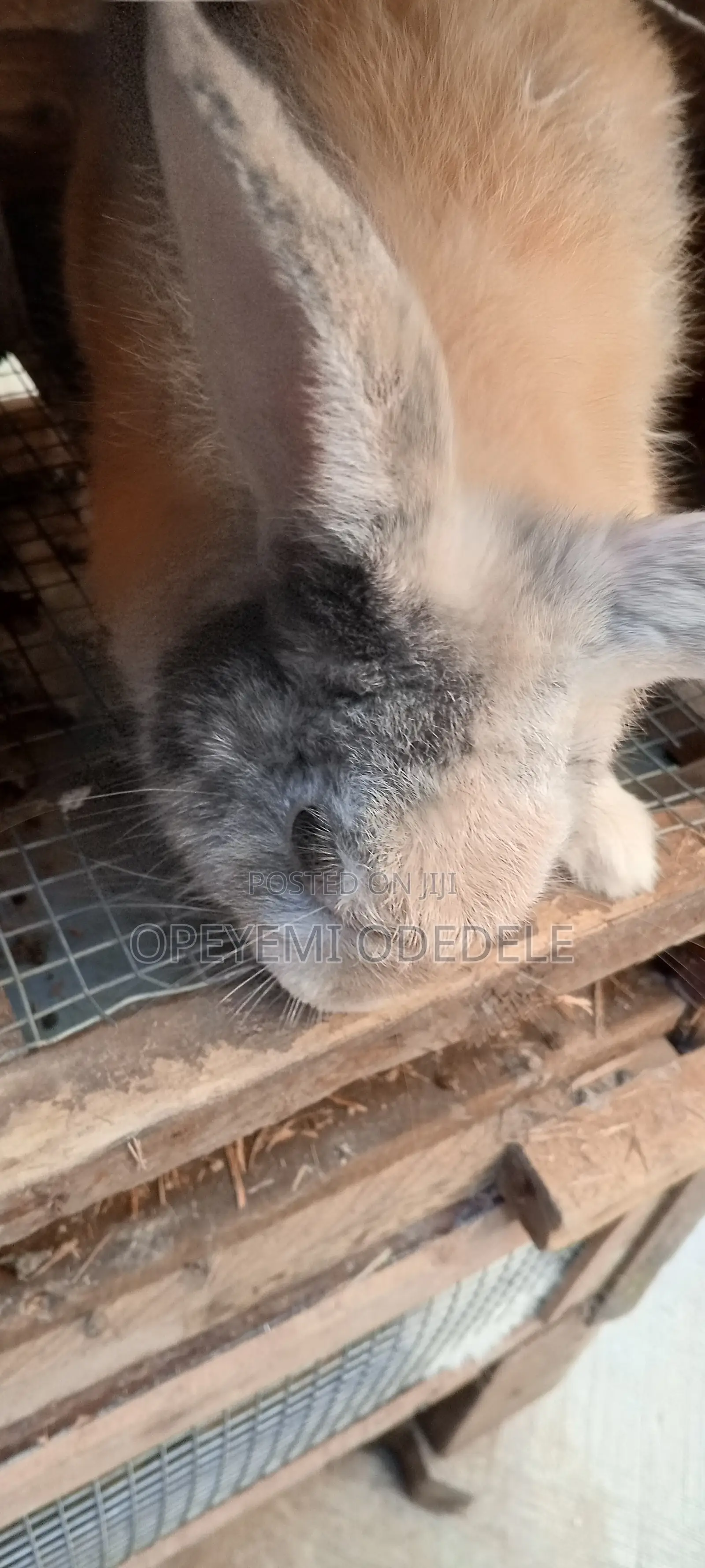 Giant Rabbits- Bunnies