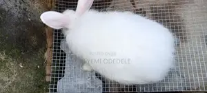 Giant Rabbits- Bunnies