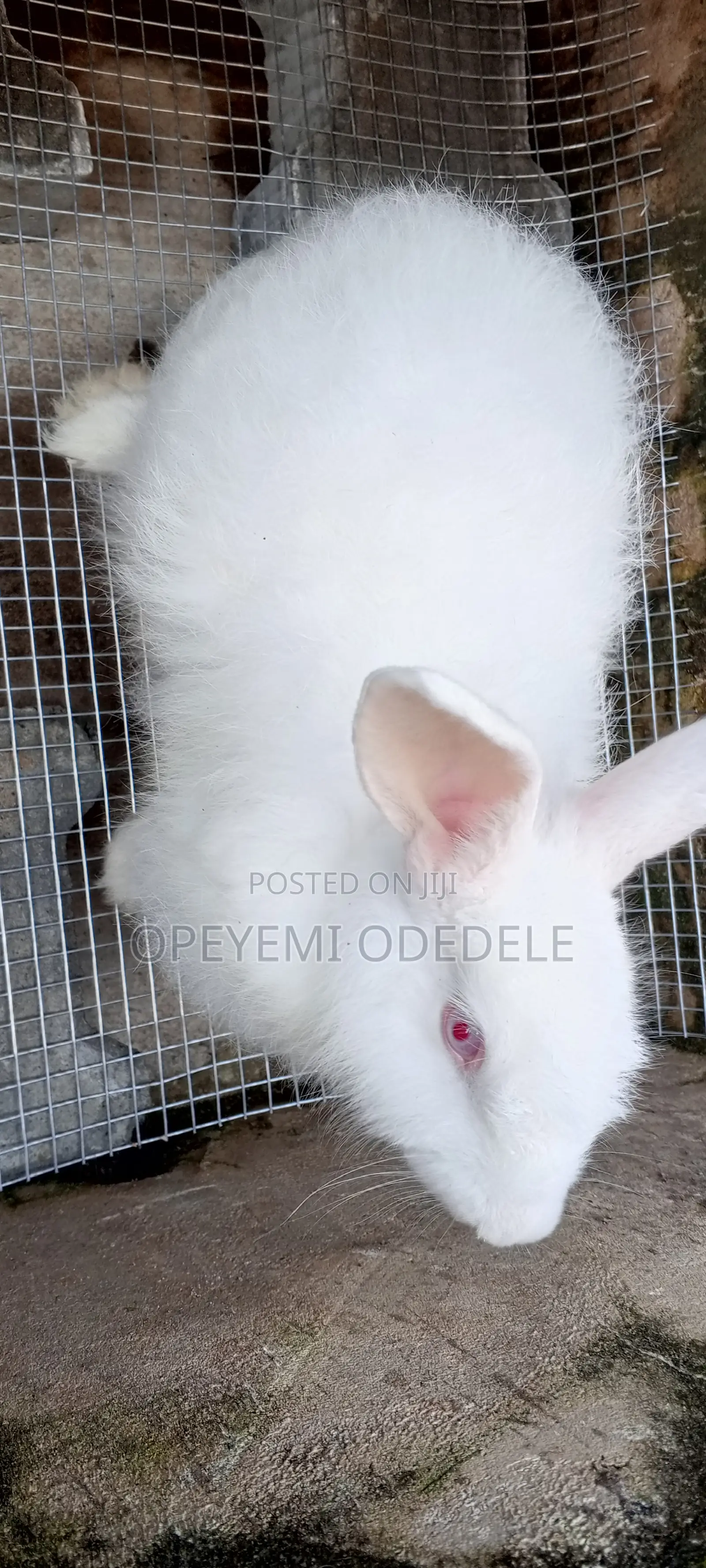 Giant Rabbits- Bunnies