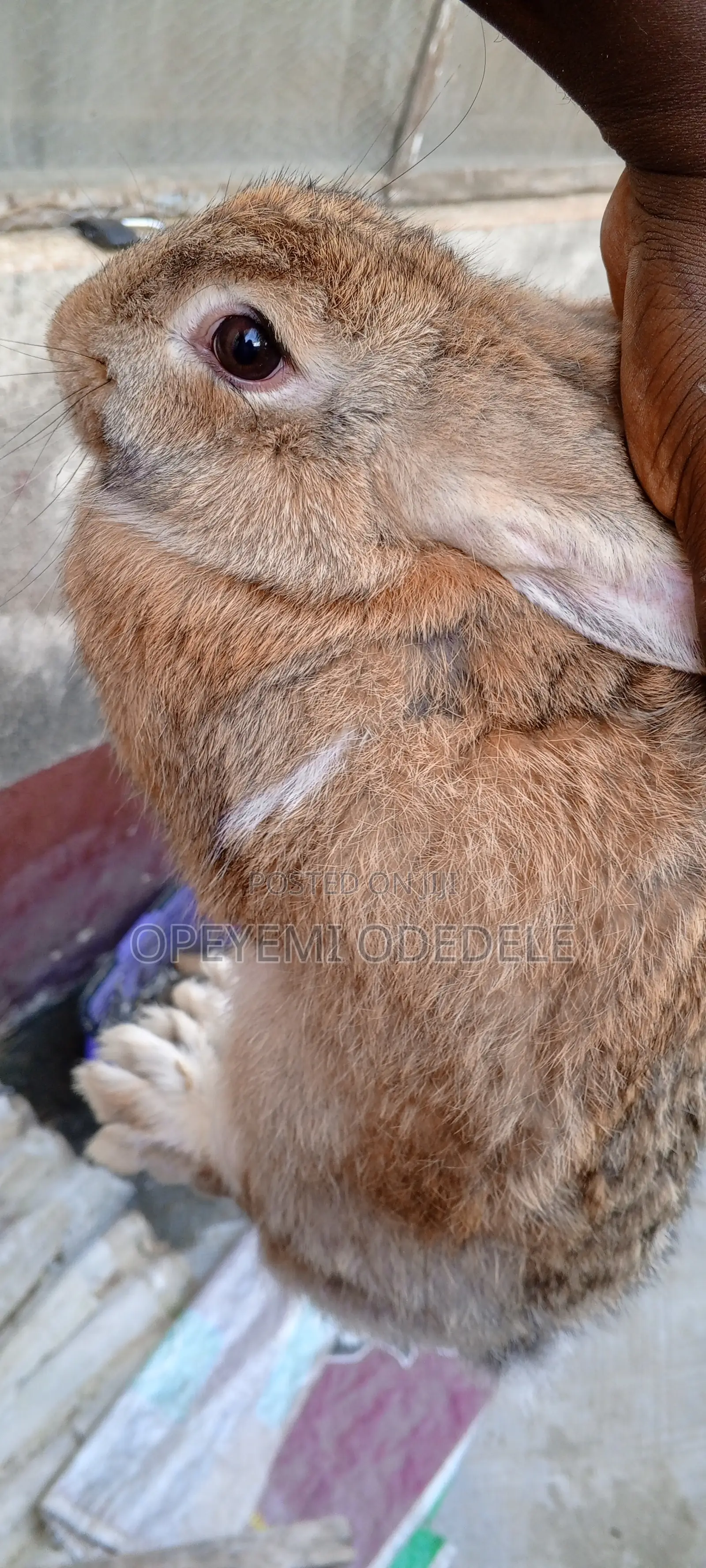 Giant Rabbits- Bunnies