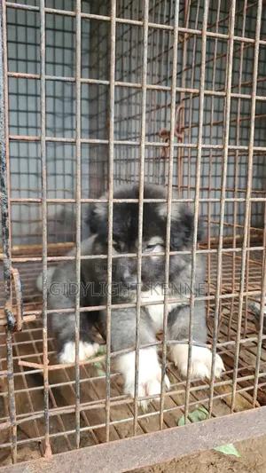 1-3 months Male Purebred Caucasian Shepherd