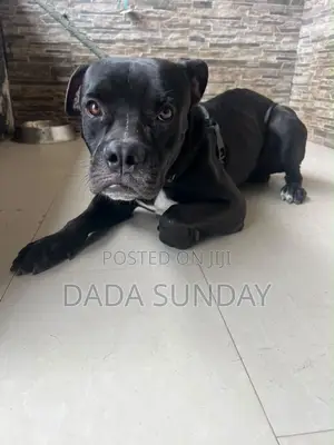 1+ year Male Purebred Cane Corso