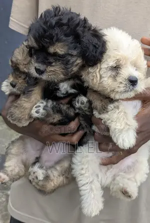 1-3 months Male Purebred Lhasa Apso