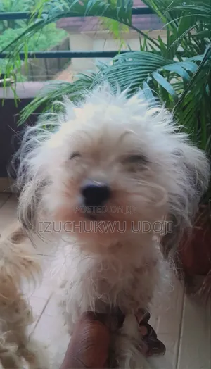 6-12 months Female Purebred Lhasa Apso