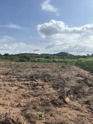 100 Acres Available at Idi Ori Area, Off Iseyin/Oyo Road Iseyin Oyo St