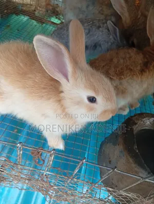 Rabbits for Sales