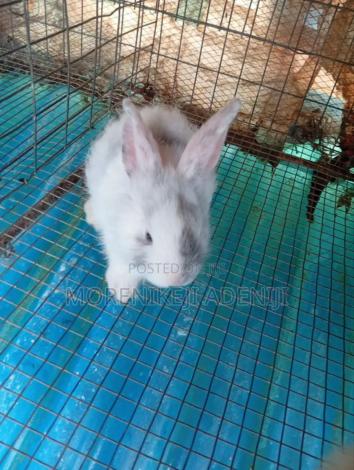 Rabbits for Sales