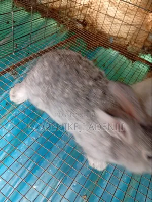 Rabbits for Sales