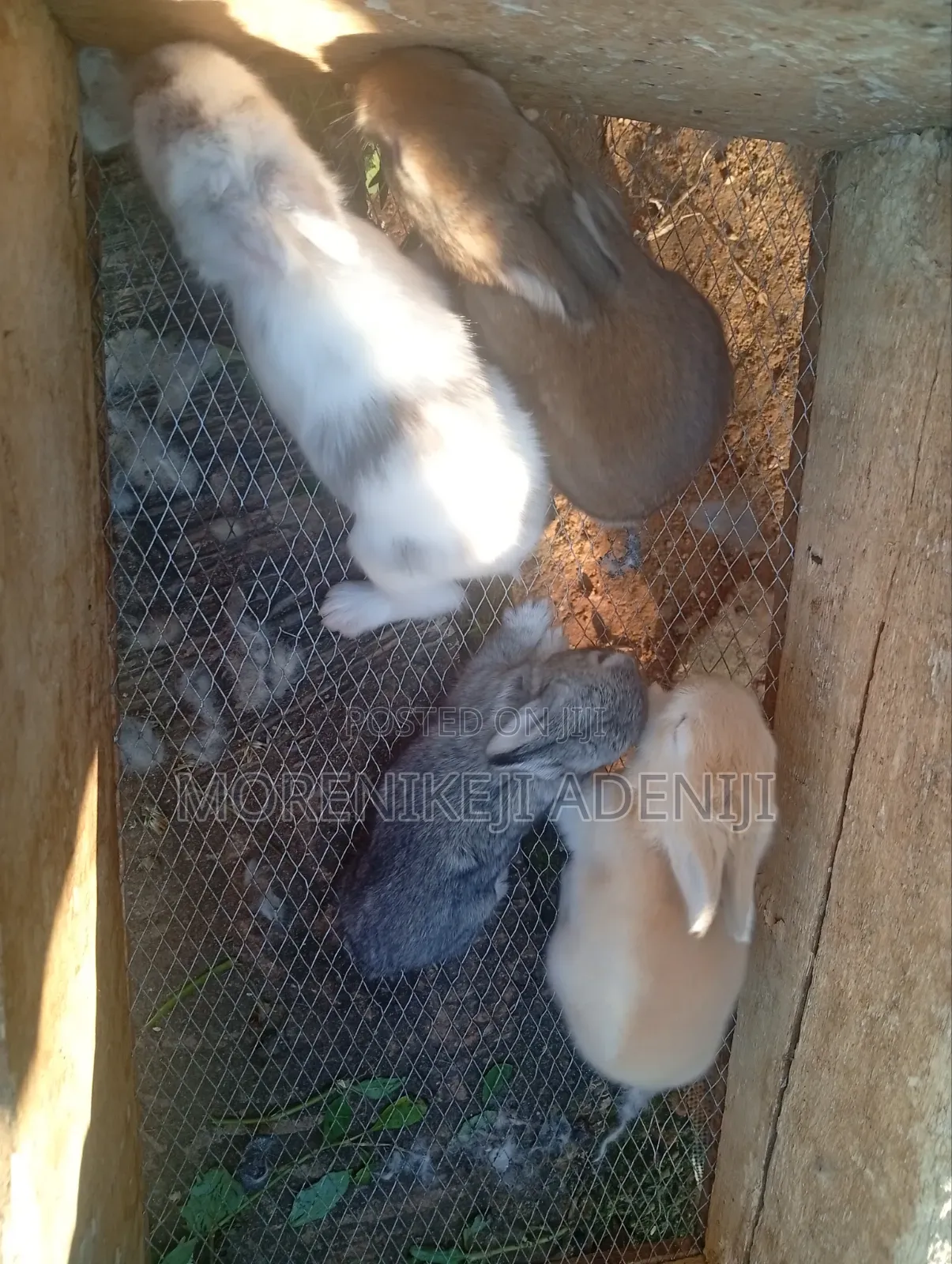 Rabbits for Sales