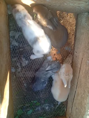 Rabbits for Sales