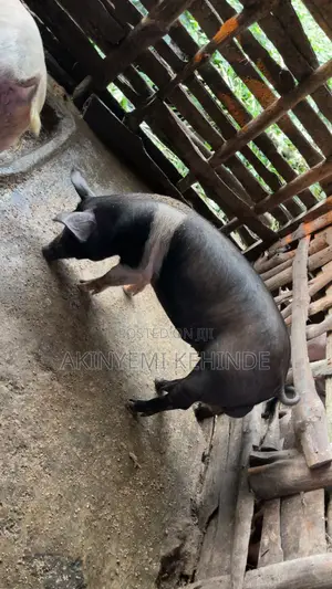 Large White Pig