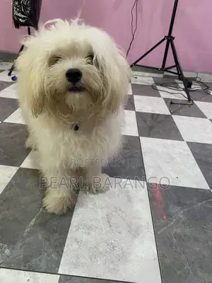 1+ year Male Mixed Breed Maltese