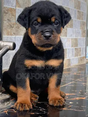 1-3 months Female Purebred Rottweiler