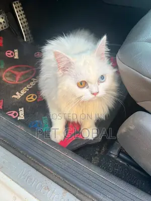 6-12 months Female Purebred Persian