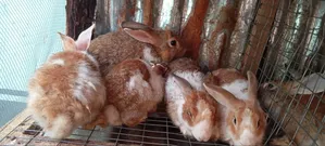 Rabbits of All Types