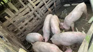 Purebred Landrace and Largewhite Growers