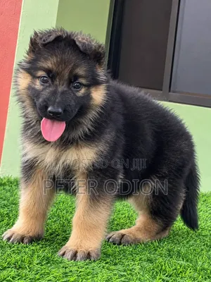 1-3 months Female Purebred German Shepherd