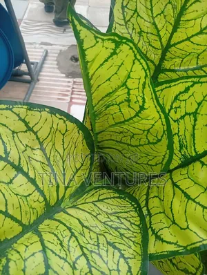 Artificial Flowers Available in Different Size.