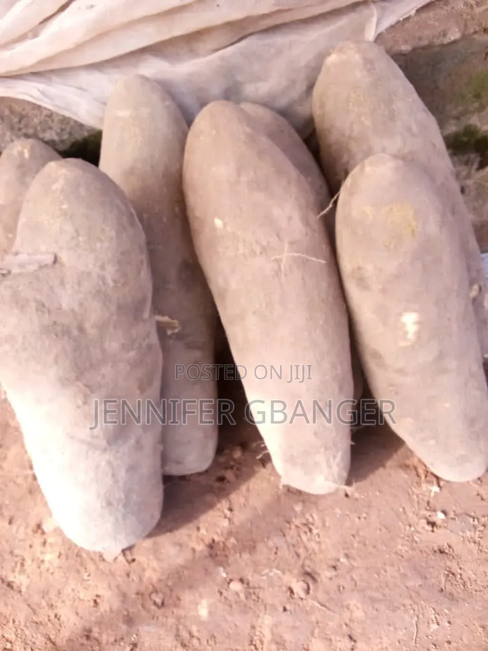 Benue Yams 50 Tubers