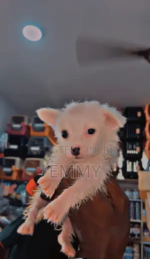 1-3 months Female Purebred American Eskimo