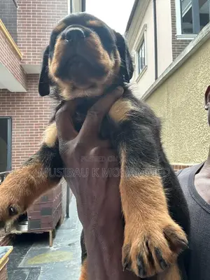 1-3 months Male Purebred Rottweiler