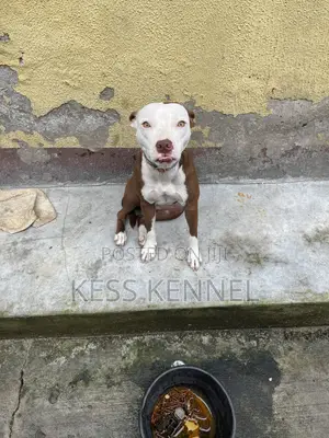 6-12 months Female Purebred American Pit Bull Terrier