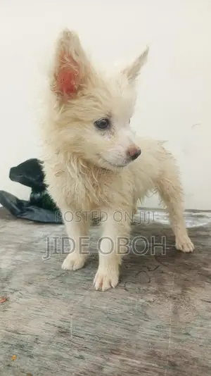 1-3 months Male Mixed Breed American Eskimo