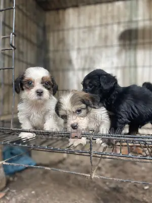 1-3 months Male Purebred Lhasa Apso