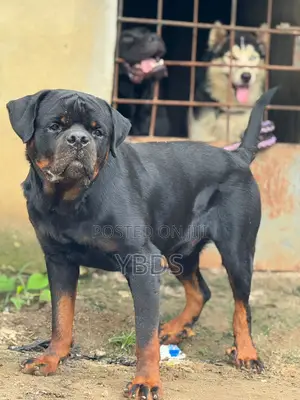 1+ year Male Purebred Rottweiler