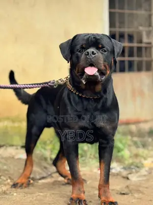 1+ year Male Purebred Rottweiler