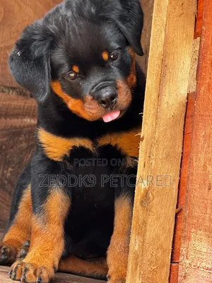 1-3 months Male Purebred Rottweiler