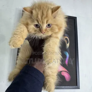 1-3 months Male Mixed Breed Cat