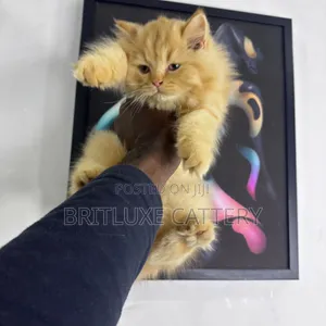 1-3 months Male Mixed Breed Cat