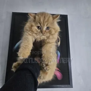 1-3 months Male Mixed Breed Cat