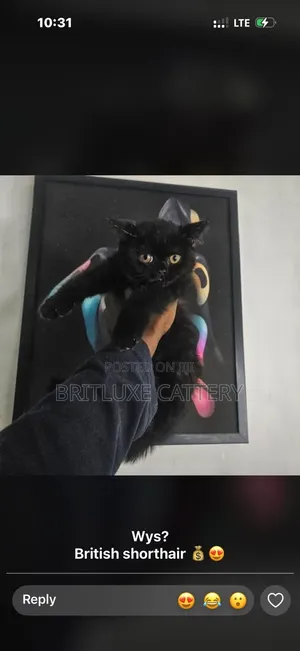 1-3 months Female Purebred British Shorthair