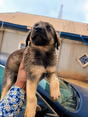 1-3 months Female Purebred German Shepherd
