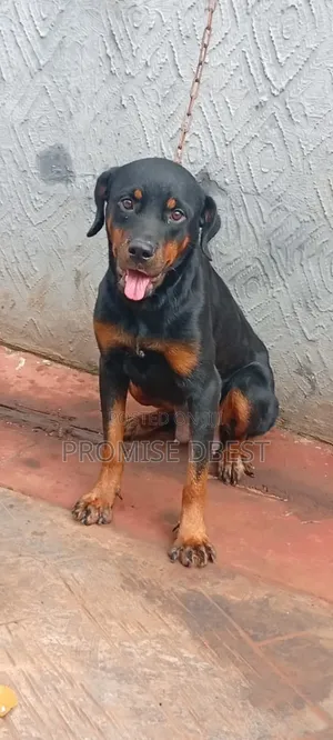 1+ year Female Purebred Rottweiler