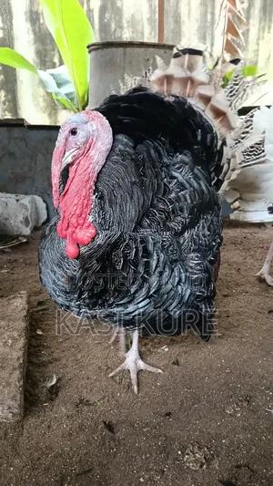 Mature Foreign Male Turkeys – Vaccinated Lagos