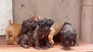 1-3 months Female Purebred Boerboel