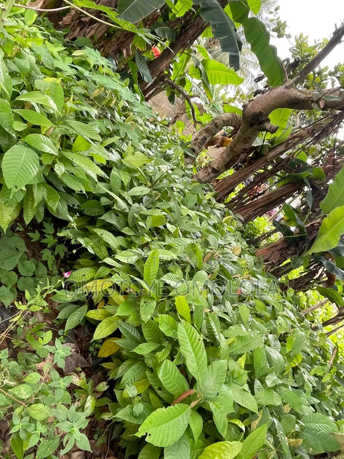Cocoa for Plantation